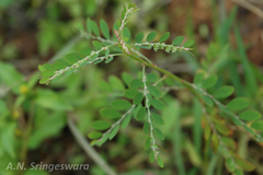 Phyllanthus debilis